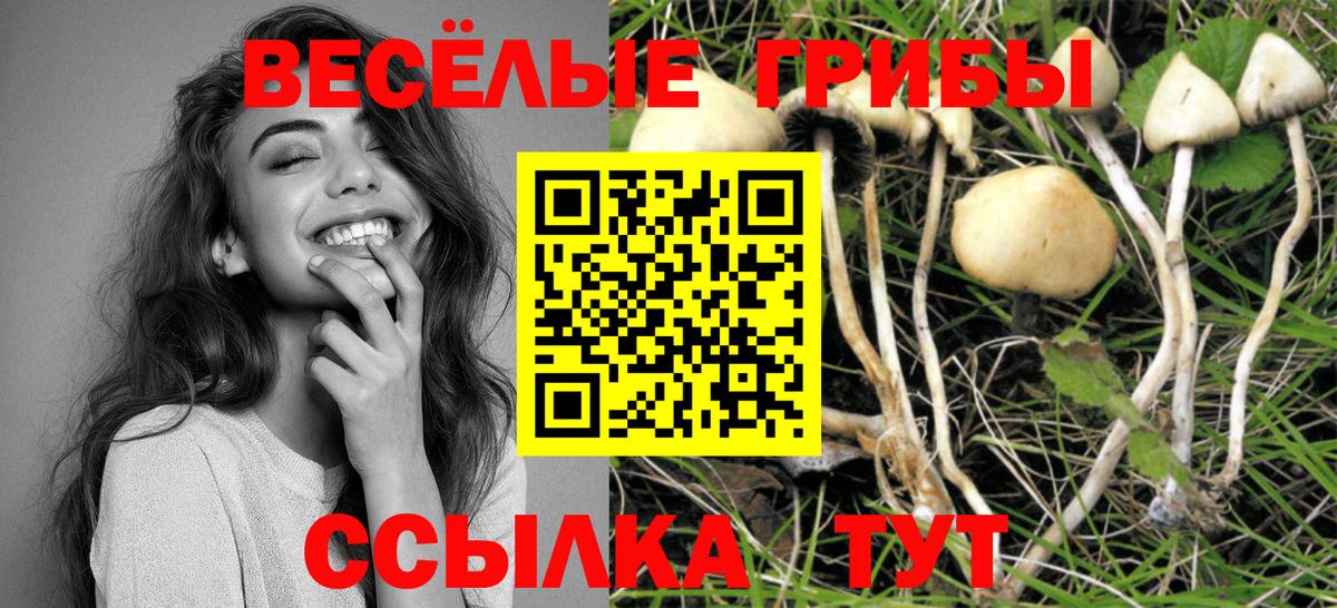Псилоцибиновые грибы MAGIC MUSHROOMS  Вход с VPN  где купить наркоту  Тверь 